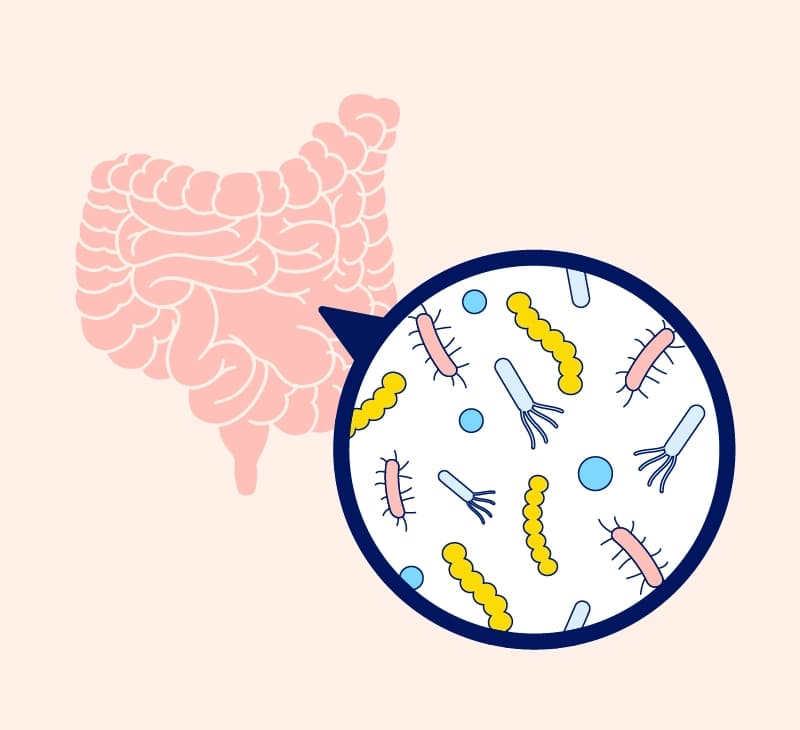 Imagen principal de microbiota intestinal